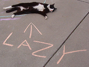 Lazy Cat 2008