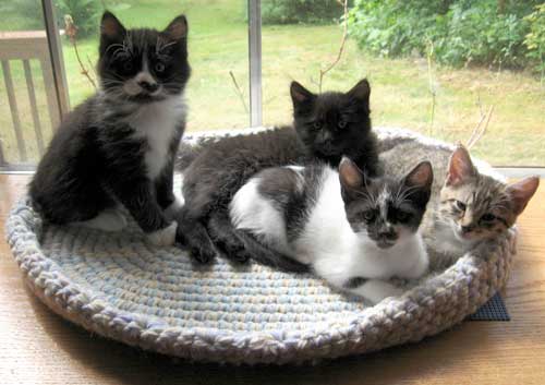 Rescue kittens on a crochet cat bed from Country Naturals.