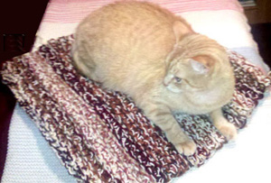 Cat Mats from CountryNaturals