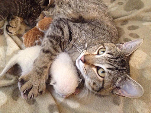 Last year's foster Momma, Louisa. Came to Annie's Rescue with three, one week old girls and took on an hours old newborn foster son of her own (tiny orange guy)