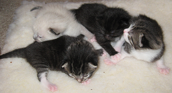 Foster Kittens Open Their Eyes