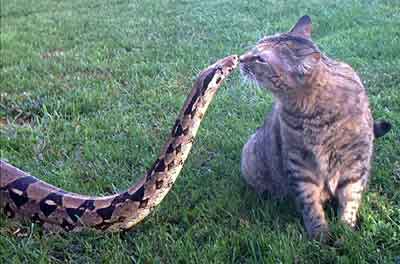 Cat Snake