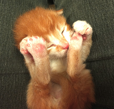 Kitten Feet